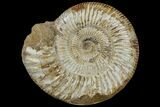 Jurassic Ammonite (Perisphinctes) Fossil - Madagascar #165998-1